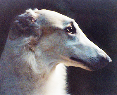 Top Best of Opposite Sex Borzoi 1997